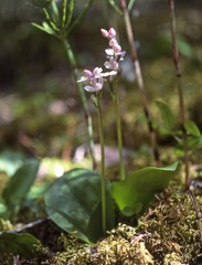 Galearis rotundifolia