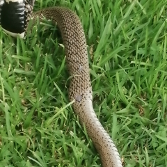 Hemachatus haemachatus