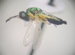 Pteromalidae