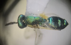 Pteromalidae