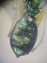 Pteromalidae