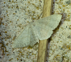 Idaea subsericeata