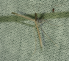 Pterophoroidea