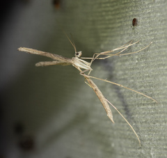 Pterophoroidea