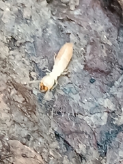 Reticulitermes lucifugus