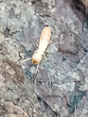 Reticulitermes lucifugus