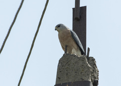 Accipiter brevipes