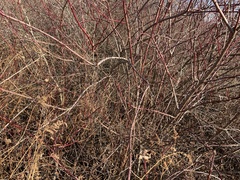 Cornus obliqua