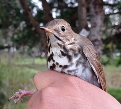 Catharus guttatus