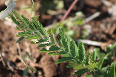 Acaciella angustissima