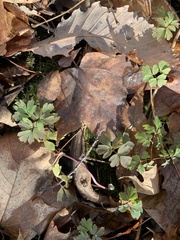 Thalictrum thalictroides