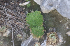 Selaginella pilifera