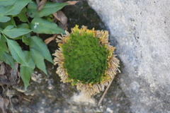 Selaginella pilifera