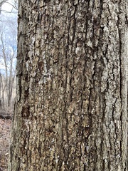 Quercus muehlenbergii