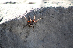 Neoscona orizabensis