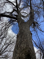 Quercus muehlenbergii
