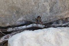 Neoscona orizabensis