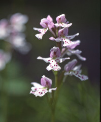 Galearis rotundifolia