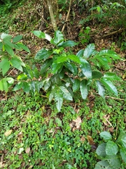 Ocotea leucoxylon