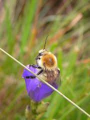 Bombus muscorum