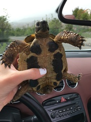 Testudo hermanni boettgeri