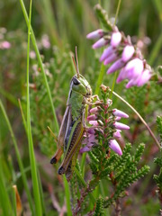 Pseudochorthippus montanus