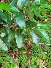 Ocotea leucoxylon