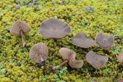Entoloma vindobonense