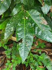 Ocotea leucoxylon