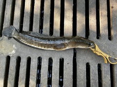 Channa striata