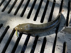 Channa striata