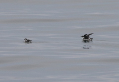 Brachyramphus marmoratus