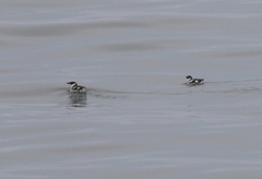 Brachyramphus marmoratus