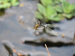 Micrathyria ocellata