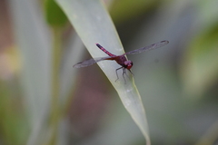 Erythrodiplax fervida