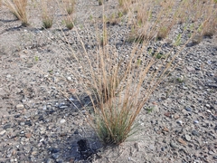 Puccinellia maritima