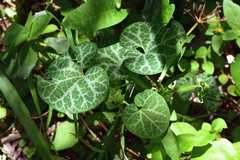 Aristolochia fimbriata