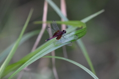 Erythrodiplax fervida