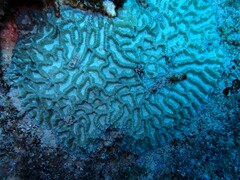 Platygyra acuta