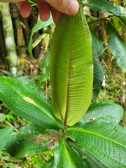 Miconia impetiolaris