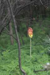 Kniphofia uvaria