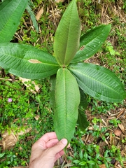 Miconia impetiolaris