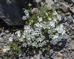 Arenaria
