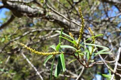 Sapium haematospermum