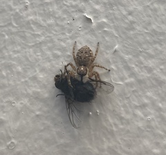 Menemerus semilimbatus