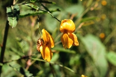 Aeschynomene montevidensis