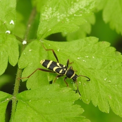 Clytus arietis