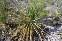 Dasylirion acrotrichum