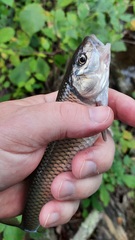 Semotilus corporalis