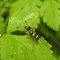 Clytus arietis